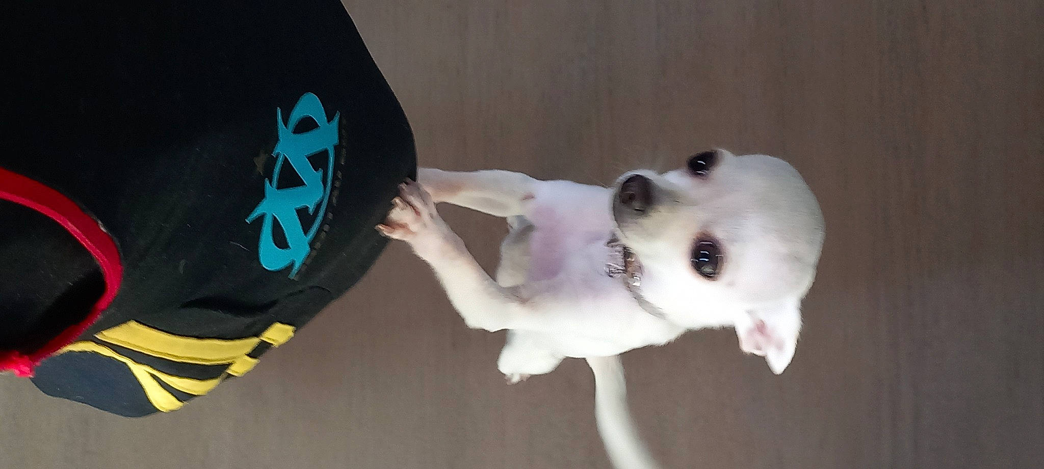 Filouse a rejoint le concours — aidez-le/la à gagner de superbes lots ! canidae, carnivore, companion_dog, dog, dog_breed, dog_supply, electric_blue, eyelash, fawn, fur, gesture, logo, non_sporting_group, personal_protective_equipment, pet_supply, sleeve, snout, sporting_group, working_animal, wrist