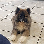 Appy participe au concours pour gagner de l'argent avec cette photo : puppy, dog, pet, indoor, floor, tile, fur, cute, animal, canine, paw, resting, brown, white, black, cabinet, toy, bed, home, cozy