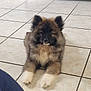 puppy, dog, pet, indoor, floor, tile, fur, cute, animal, canine, paw, resting, brown, white, black, cabinet, toy, bed, home, cozy