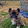 Appy participe au concours pour gagner de l'argent avec cette photo : puppy, dog, grass, outdoor, backyard, fence, trampoline, cute, fluffy, pet, animal, nature, young, small, fur, sitting, garden, playful, canine, adorable