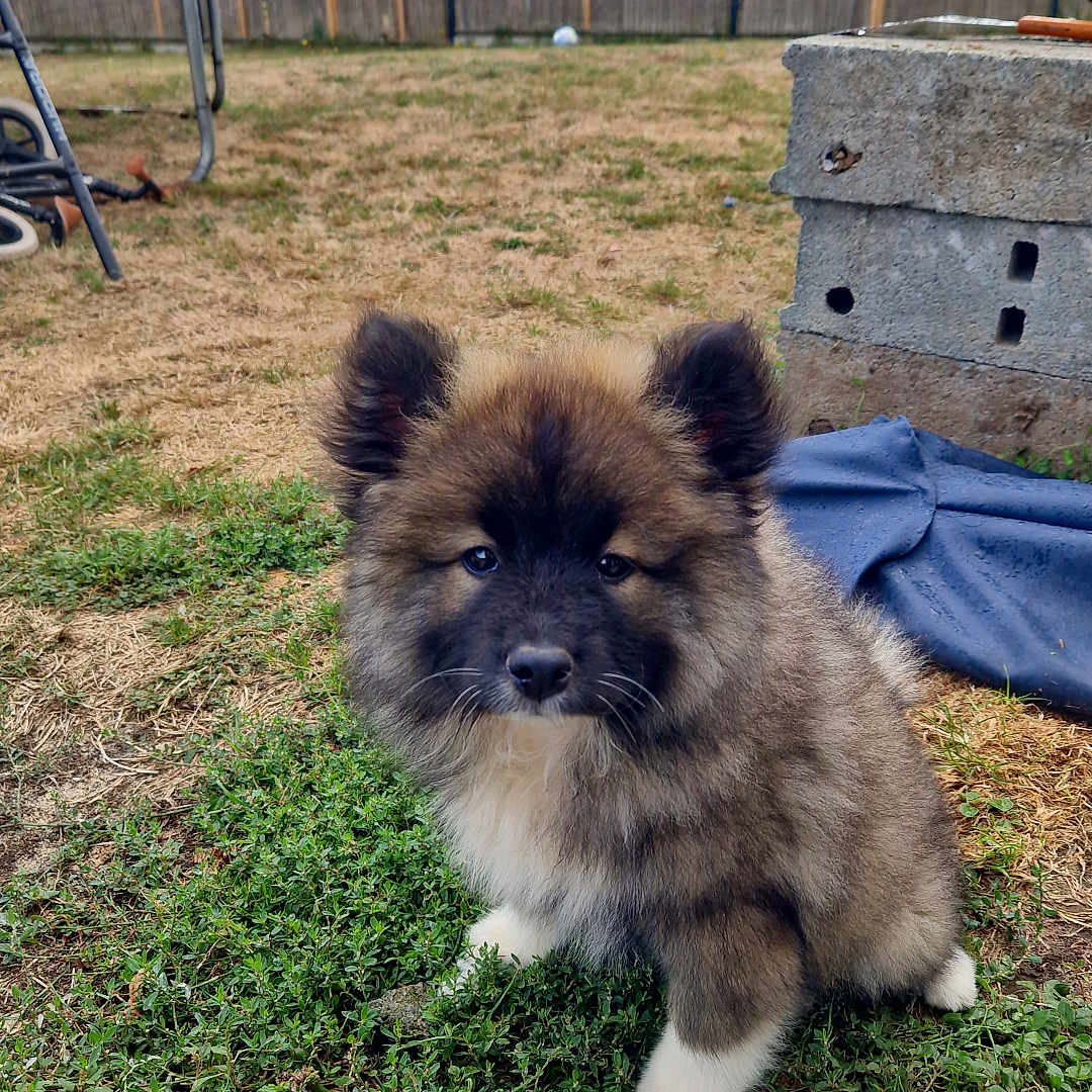 Appy participe au concours pour gagner de l'argent avec cette photo : adorable, animal, backyard, canine, cute, dog, fence, fluffy, fur, garden, grass, nature, outdoor, pet, playful, puppy, sitting, small, trampoline, young
