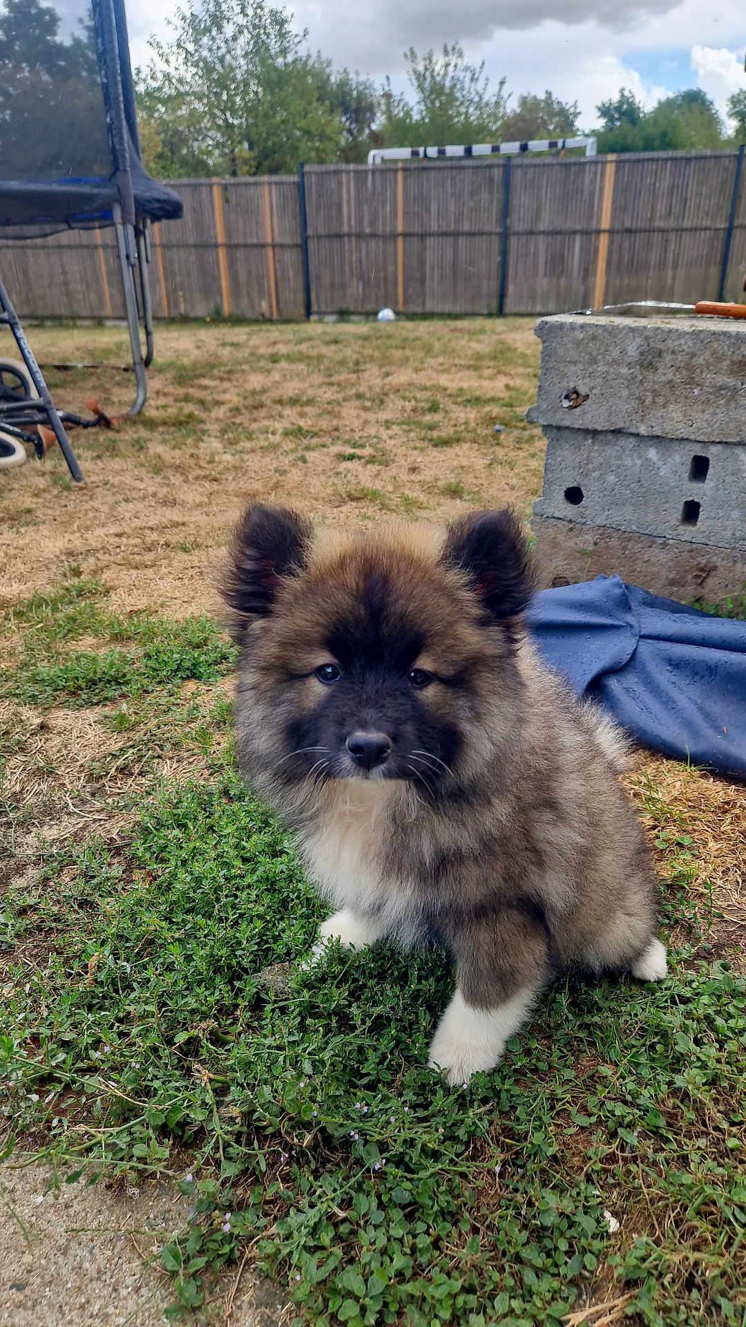 Appy participe au concours pour gagner de l'argent avec cette photo : puppy, dog, grass, outdoor, backyard, fence, trampoline, cute, fluffy, pet, animal, nature, young, small, fur, sitting, garden, playful, canine, adorable