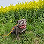 dog, grass, flower_field, yellow_flowers, leash, outdoor, pet, animal, happy, nature, spring, greenery, canine, smiling, tongue_out, collar, plant, sky, daylight, cute