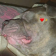 Zinou a rejoint le concours — aidez-le/la à gagner de superbes lots ! dog, sleeping, bed, close_up, tongue_out, relaxed, cozy, indoor, animal, pet, canine, snout, fur, resting, blanket, cute, emoji, heart, sparkle, side_view