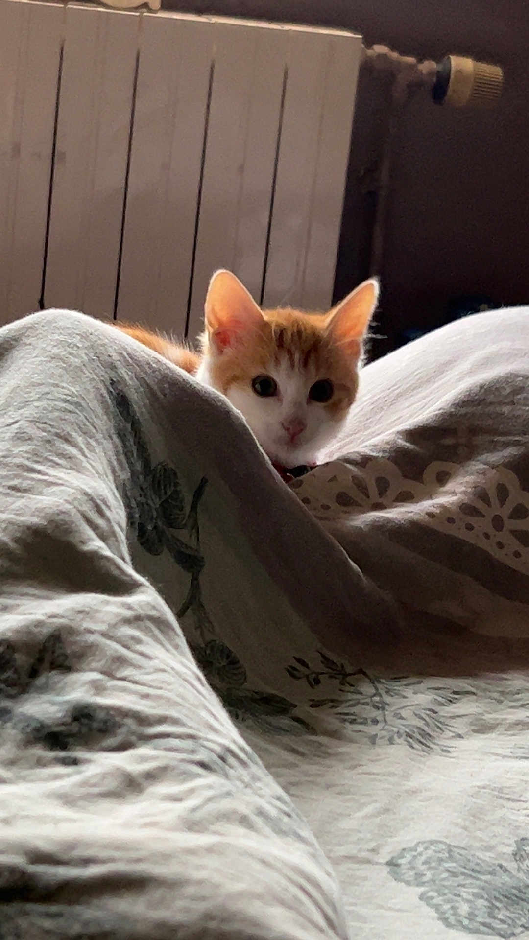 Caramel participe au concours pour gagner de l'argent avec cette photo : cat, kitten, orange_and_white, blanket, bed, indoor, cozy, curious, peek, fabric, pattern, warm, soft, feline, cute, animal, resting, domestic, pet, quiet