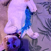 Caramel participe au concours pour gagner de l'argent avec cette photo : cat, pet, toy, feather, playful, lying_down, fabric, pattern, curious, ears, whiskers, collar, indoor, closeup, feline, cute, fur, paws, relaxed, colorful