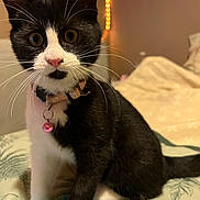 Poupoune a rejoint le concours — aidez-le/la à gagner de superbes lots ! cat, kitten, tuxedo_cat, pet, whiskers, pink_nose, collar, bell, bed, blanket, feather_toy, indoor, cute, curious, animal, feline, black_and_white, fur, playful, domestic_cat
