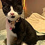 cat, kitten, tuxedo_cat, pet, whiskers, pink_nose, collar, bell, bed, blanket, feather_toy, indoor, cute, curious, animal, feline, black_and_white, fur, playful, domestic_cat