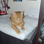 Filoux participe au concours pour gagner de l'argent avec cette photo : animal, cabinet, cat, cozy, curious, cute, decor, feline, fluffy_mat, furniture, home, indoor, key_holder, orange_cat, orange_tabby, pet, poster, relaxed, resting, wall_art
