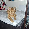 animal, cabinet, cat, cozy, curious, cute, decor, feline, fluffy_mat, furniture, home, indoor, key_holder, orange_cat, orange_tabby, pet, poster, relaxed, resting, wall_art
