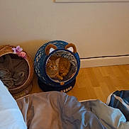 Filoux a rejoint le concours — aidez-le/la à gagner de superbes lots ! cat, cats, basket, bedroom, blanket, cozy, furniture, indoor, orange_cat, pet, pet_bed, plush, resting, sleeping, window, wood_floor, cute, animal, furry, domestic