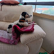 Lovely participe au concours pour gagner de l'argent avec cette photo : black_and_white, blanket, collar, couch, daylight, dog, domestic, floor, furniture, home, indoor, looking_out, pet, pillow, plastic_bottle, quilt, relaxed, resting, side_view, window