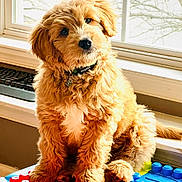 Dunkin is registered to the contest to win money with this photo: puppy, dog, golden_doodle, curly_fur, fluffy, pet, indoor, window, natural_light, toy_blocks, colorful, cute, animal, collar, sitting, head_tilt, adorable, young, domestic_animal, closeup