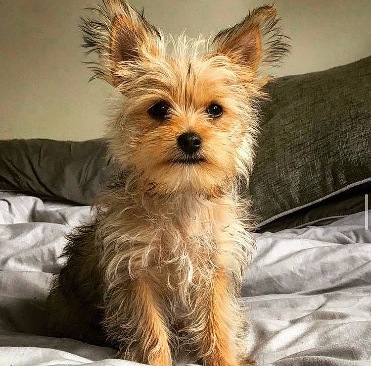 Maya joined the competition — help win amazing prizes! australian_silky_terrier, australian_terrier, canidae, carnivore, companion_dog, couch, dog, dog_breed, fawn, linens, non_sporting_group, norwich_terrier, small_terrier, snout, terrier, toy_dog, vertebrate, working_animal, yorkipoo, yorkshire_terrier