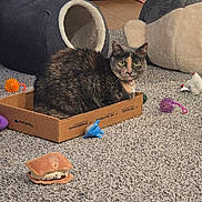 Lucy is registered to the contest to win money with this photo: cat, cardboard_box, cat_bed, plush_toy, spiky_ball, carpet, living_room, pet_toy, feline, collar, green_eyes, sitting, box_habit, cozy, playful, small_box, plush_whale, indoor, flooring, toys