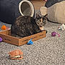 cat, cardboard_box, cat_bed, plush_toy, spiky_ball, carpet, living_room, pet_toy, feline, collar, green_eyes, sitting, box_habit, cozy, playful, small_box, plush_whale, indoor, flooring, toys
