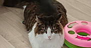 Tigrou participe au concours pour gagner de l'argent avec cette photo : cat, fluffy, long_hair, brown, white, tabby, pet, animal, sitting, indoors, floor, wood_floor, toy, pink_toy, green_toy, table, lace, furniture, portrait, alert