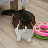 cat, fluffy, long_hair, brown, white, tabby, pet, animal, sitting, indoors, floor, wood_floor, toy, pink_toy, green_toy, table, lace, furniture, portrait, alert