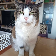 Tigrou participe au concours pour gagner de l'argent avec cette photo : cat, long_hair, fluffy, tabby, white_fur, green_eyes, whiskers, pink_nose, ears, pet, animal, portrait, close_up, sitting, cardboard_box, indoors, living_room, shelves, cabinet, serious_expression