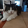 cat, fluffy_cat, tuxedo_cat, longhaired, pet, animal, whiskers, green_eyes, white_fur, black_fur, sitting, paws, indoor, home, table, tiles, portrait, closeup, butterfly_decor, string_lights