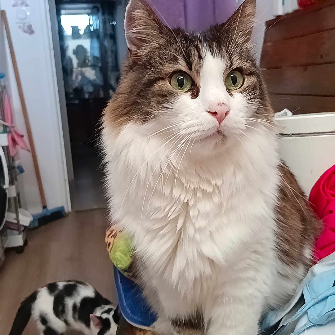 Tigrou