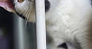 Gyzmo a rejoint le concours — aidez-le/la à gagner de superbes lots ! cat, kitten, black_and_white, animal, pet, feline, golden_eye, whiskers, ears, paws, fur, portrait, close_up, curious, playful, peeking, pole, indoor, floor, vertical_photo