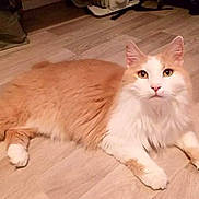 Caramel a rejoint le concours — aidez-le/la à gagner de superbes lots ! cat, orange_cat, white_cat, fluffy, long_hair, pet, animal, feline, lying_down, indoors, wooden_floor, home, portrait, front_view, green_eyes, pink_nose, whiskers, paws, relaxed, cute