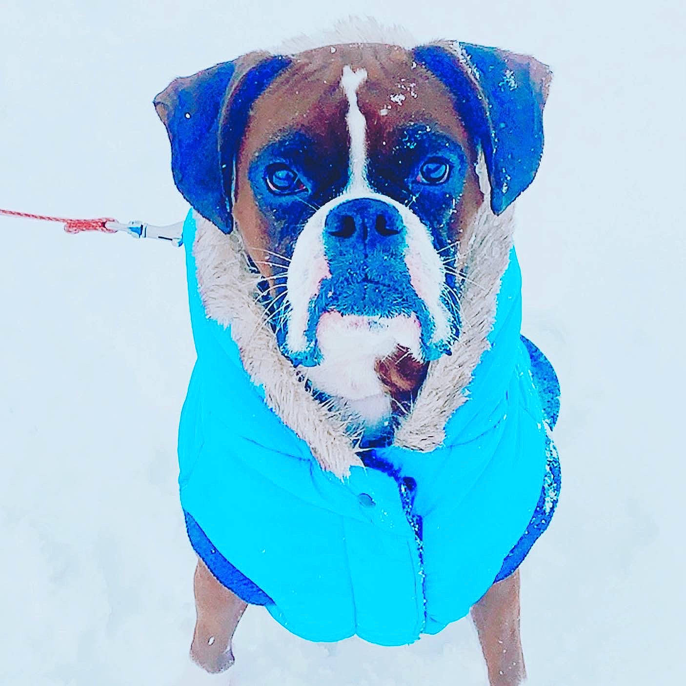 Oscar joined the competition — help win amazing prizes! aqua, blue, canidae, carnivore, collar, companion_dog, dog, dog_breed, dog_clothes, dog_collar, dog_supply, fawn, leash, paint, pet_supply, snout, snow, sporting_group, vertebrate, working_animal
