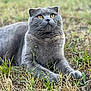 cat, gray_cat, animal, pet, outdoor, grass, nature, feline, lying_down, curious, golden_eyes, mammal, whiskers, cute, closeup, portrait, calm, soft_focus, daylight, ground