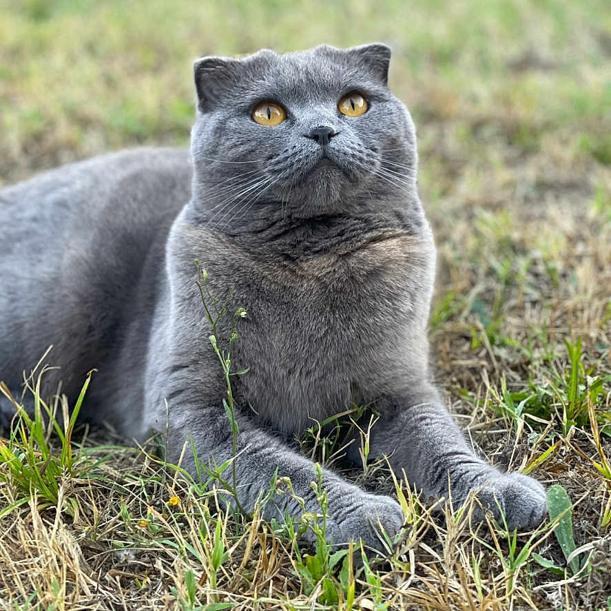 Naya participe au concours pour gagner de l'argent avec cette photo : animal, calm, cat, closeup, curious, cute, daylight, feline, golden_eyes, grass, gray_cat, ground, lying_down, mammal, nature, outdoor, pet, portrait, soft_focus, whiskers
