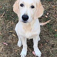 Goldie participe au concours pour gagner de l'argent avec cette photo : dog, puppy, golden_retriever, animal, pet, sitting, outdoors, grass, dry_grass, leaves, nature, portrait, close_up, floppy_ears, white_fur, cream_fur, black_nose, brown_eyes, cute, canine