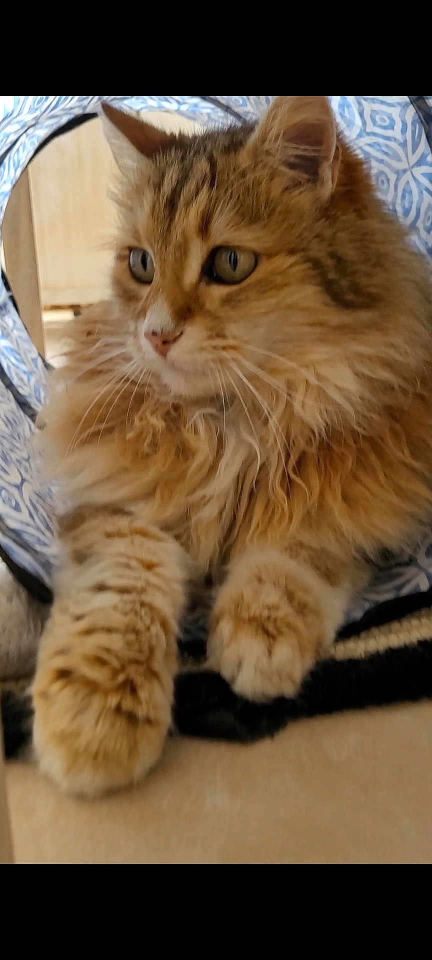Zappy participe au concours pour gagner de l'argent avec cette photo : cat, orange_tabby, fluffy, paws, tunnel, indoor, pet, feline, whiskers, fur, relaxed, closeup, eyes, cute, animal, mammal, domestic, soft, pattern, cozy