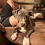 puppy, dog, couch, indoor, living_room, brown, furniture, pet, animal, paw, person, relax, shorts, blurred_background, comfortable, young_dog, domestic, home, laying, front_paws