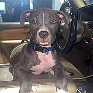 Money joined the competition — help win amazing prizes! puppy, dog, car_interior, seat, collar, pet, animal, cute, young_dog, paws, light, window, vehicle, leather_seat, dashboard, steering_wheel, sunlight, indoor, looking_at_camera, front_view