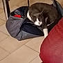 accessories, animal, architecture, bag, building, cat, chair, couch, cushion, furniture, handbag, homedecor, indoors, kitten, livingroom, manx, person, pet, room, sleeping