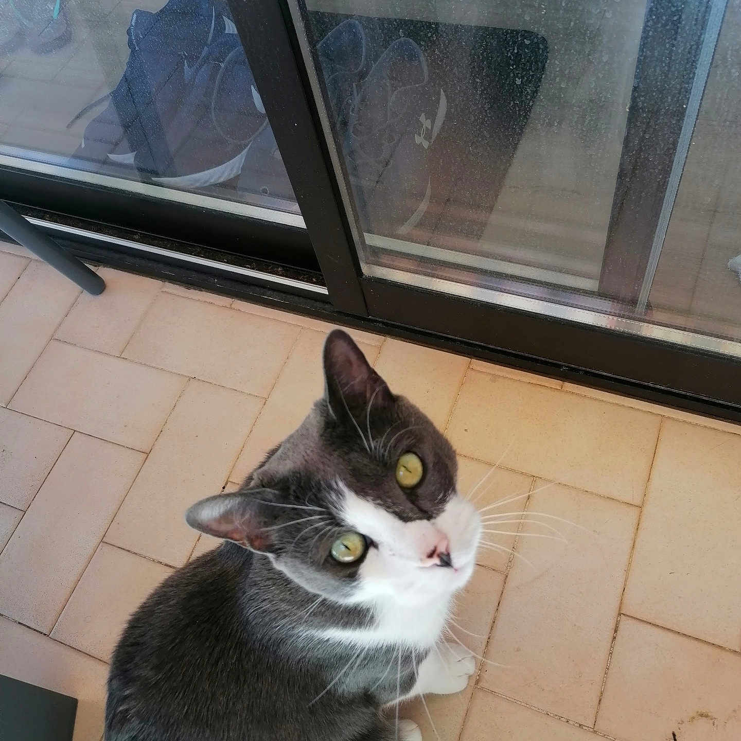 Snow participe au concours pour gagner de l'argent avec cette photo : abyssinian, animal, architecture, building, cat, clothing, door, footwear, indoors, kitten, manx, outdoors, pet, plant, pottedplant, shelter, shoe, slate, slidingdoor, window