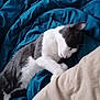 animal, blanket, cat, kitten, person, pet, quilt, sleeping