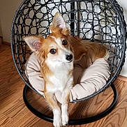 Foxy joined the competition — help win amazing prizes! animal, brown_and_white, canine, chair, companion, cozy, curious, cushion, cute, dog, domestic, ears_up, furniture, home, indoor, looking_at_camera, pet, relaxed, resting, wooden_floor