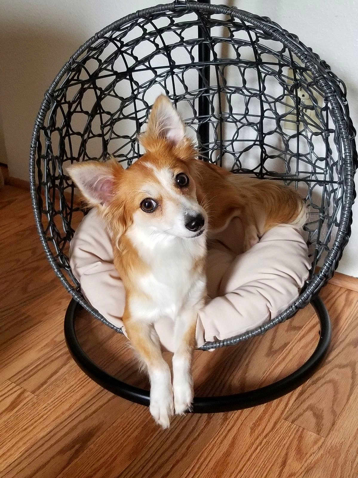 Foxy joined the competition — help win amazing prizes! animal, brown_and_white, canine, chair, companion, cozy, curious, cushion, cute, dog, domestic, ears_up, furniture, home, indoor, looking_at_camera, pet, relaxed, resting, wooden_floor