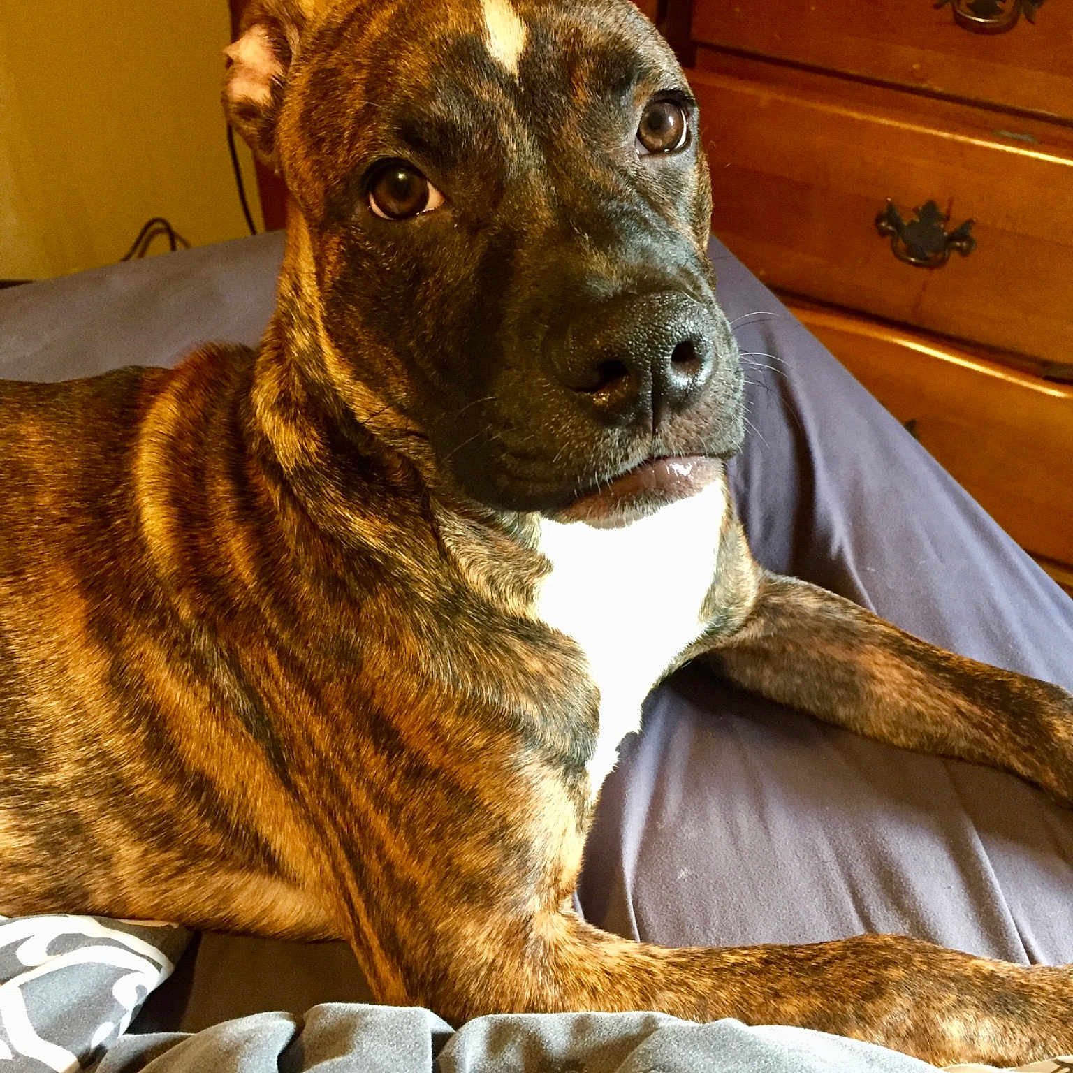Pup