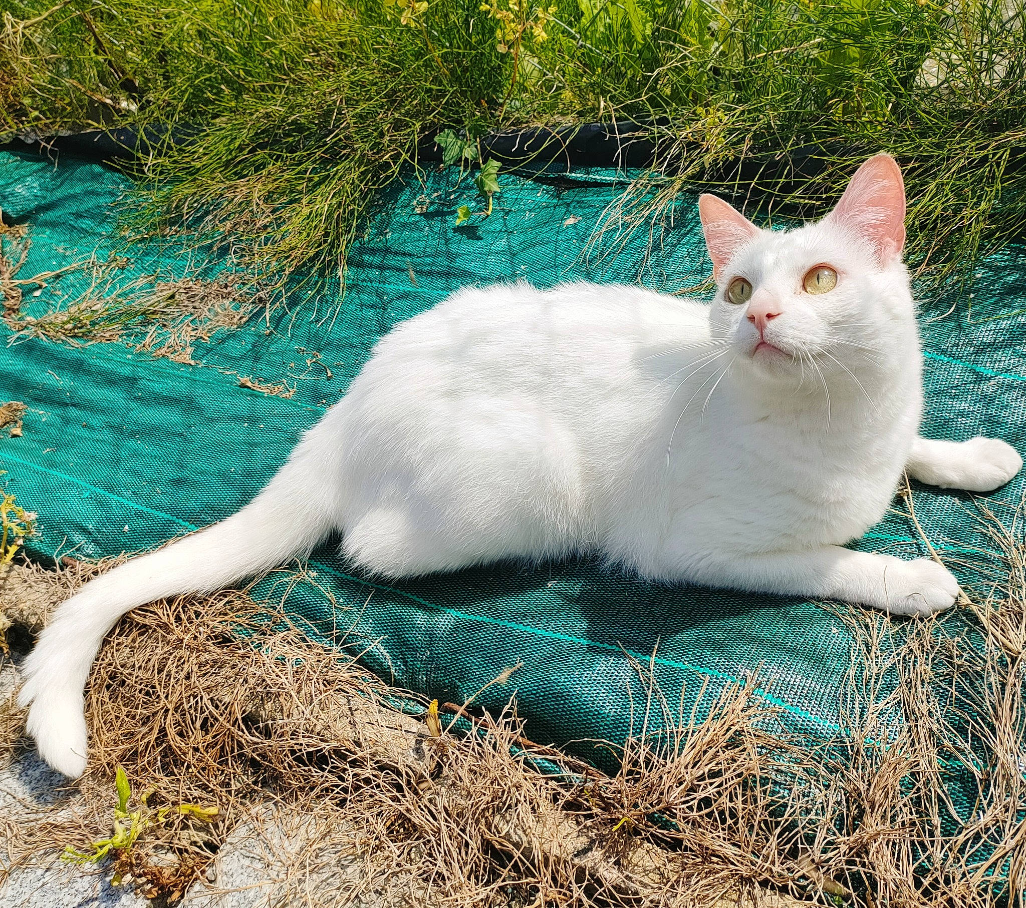 Meiko a rejoint le concours — aidez-le/la à gagner de superbes lots ! art, carnivore, cat, domestic_short_haired_cat, eye, fawn, felidae, fur, grass, grass_family, groundcover, herb, plant, sitting, small_to_medium_sized_cats, snout, tail, terrestrial_animal, whiskers, wildlife