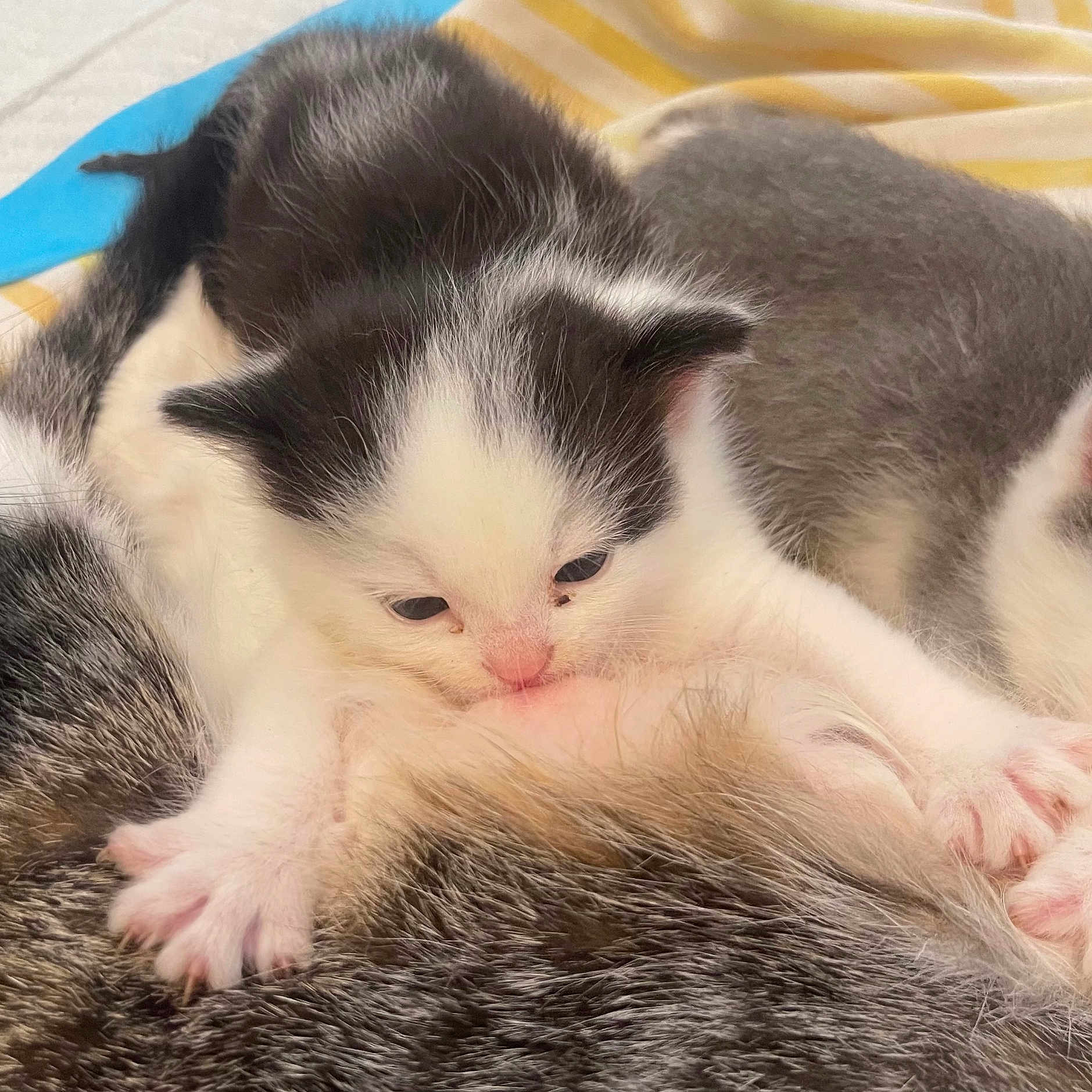 Luna is registered to the contest to win money with this photo: animal, baby_animal, black_and_white, blanket, cat, close_up, cozy, cute, feline, fur, indoors, kitten, nursing, paw, pet, resting, sleepy, small, soft, young