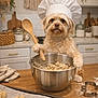 animal, baking, baking_sheet, canister, chef_hat, cookie_cutter, cookie_dough, cookies, countertop, cute, cutting_board, dog, flour, homedecor, indoors, kitchen, mixing_bowl, pet, towel, wooden_spoon