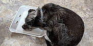 Bandit is registered to the contest to win money with this photo: dog, sleeping, floor, tile_floor, indoor, takeout_container, black_and_gray_fur, curled_up, pet, collar, resting, small_dog, fur_texture, quiet, domestic, animal, cozy, kitchen, cute, napping