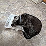 dog, sleeping, floor, tile_floor, indoor, takeout_container, black_and_gray_fur, curled_up, pet, collar, resting, small_dog, fur_texture, quiet, domestic, animal, cozy, kitchen, cute, napping