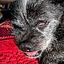 Bandit joined the competition — help win amazing prizes! dog, close_up, sleepy, tongue_out, resting, fur, texture, red_blanket, pet, animal, cute, face, whiskers, snout, nostrils, eyelid, soft_light, cozy, companion, domestic_animal