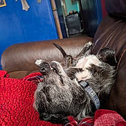 Bandit is registered to the contest to win money with this photo: dog, lying_down, relaxed, couch, blanket, red_blanket, plaid_blanket, indoor, blue_wall, decor, cross, collar, pet, fur, comfort, resting, cozy, sleeping, home, leisure