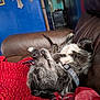 dog, lying_down, relaxed, couch, blanket, red_blanket, plaid_blanket, indoor, blue_wall, decor, cross, collar, pet, fur, comfort, resting, cozy, sleeping, home, leisure