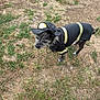 Bandit is registered to the contest to win money with this photo: dog, costume, firefighter, outdoor, grass, pet, animal, black_fur, small_dog, clothing, hat, yellow_stripes, patchy_grass, standing, alert, cute, pet_costume, brown_ground, nature, funny