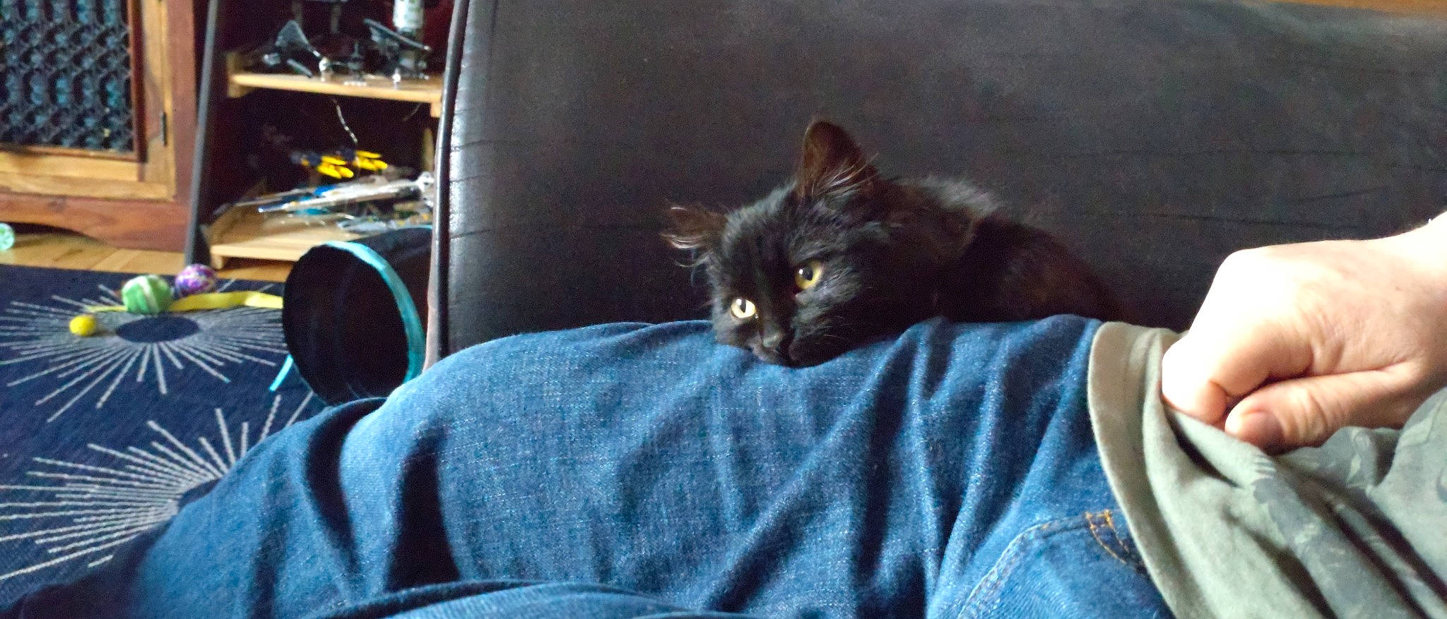 Clem Fandango joined the competition — help win amazing prizes! automotive_tire, black_cat, bombay, carnivore, cat, cat_supply, comfort, domestic_short_haired_cat, electric_blue, felidae, fur, gas, grey, linens, small_to_medium_sized_cats, tail, whiskers